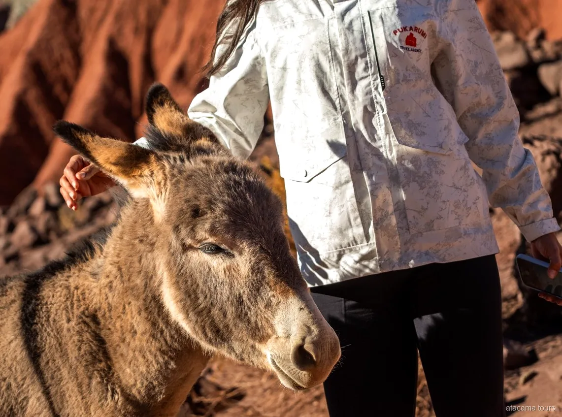 Atacama tours combo, reiziger aait een vriendelijke ezel naast rode rotswanden in warm zonlicht