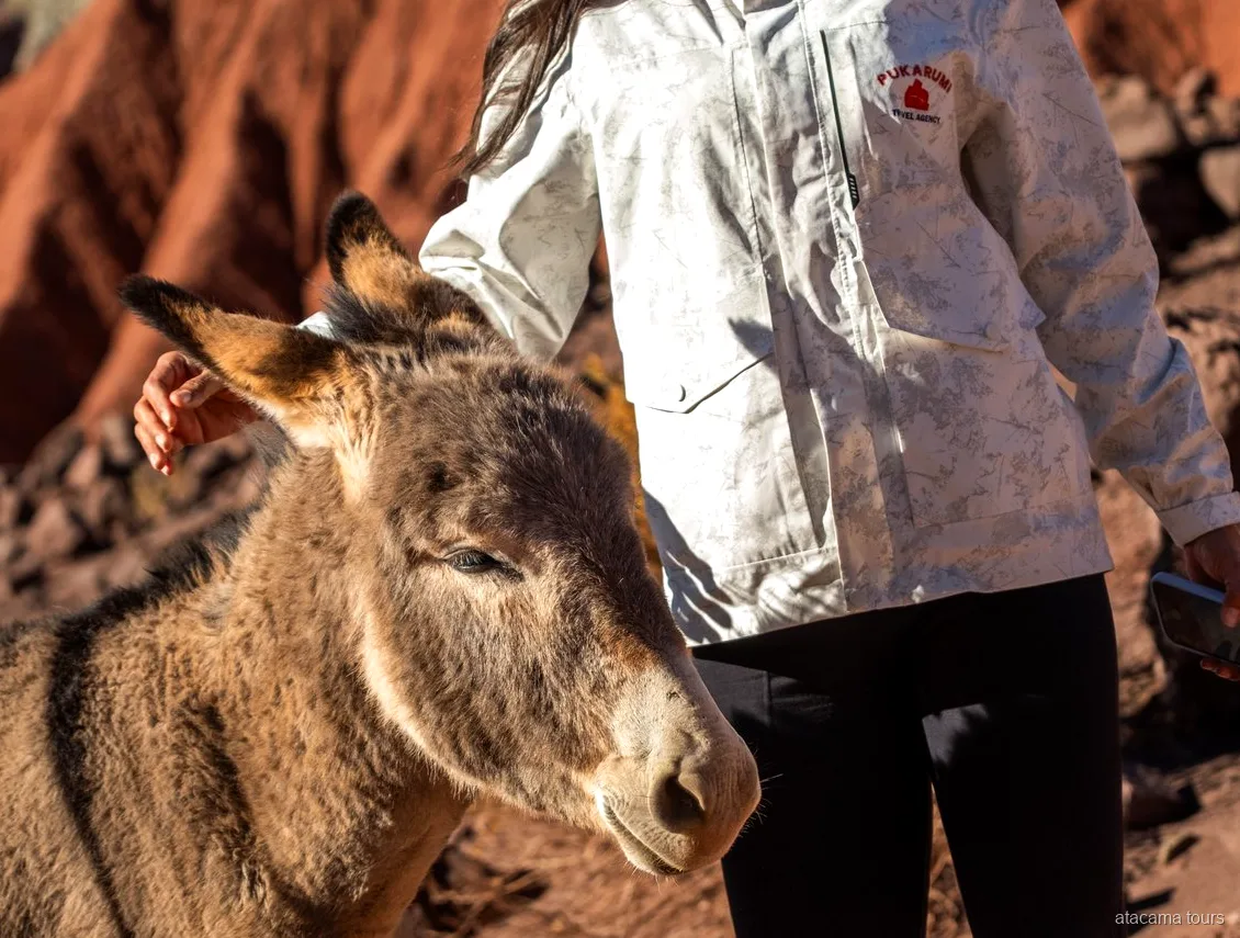 Passeios no Atacama, viajante acariciando um burrinho ao lado de paredões de rocha vermelha ao sol