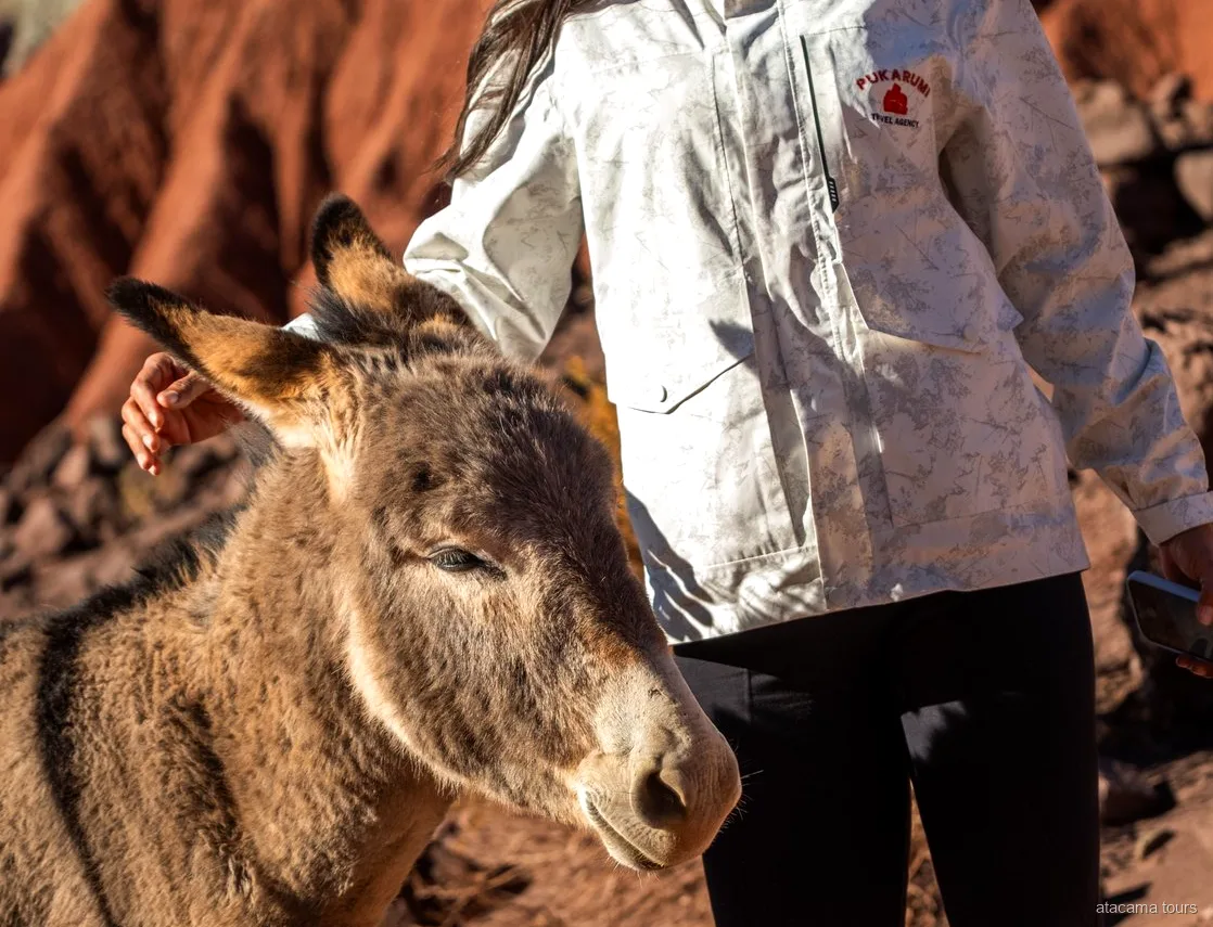 Tours en Atacama, viajera acariciando un burro junto a acantilados de roca roja bajo el sol de la tarde